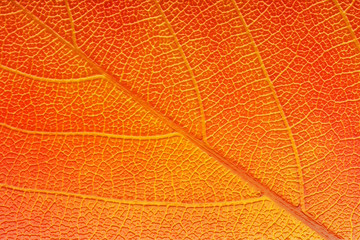 Fototapeta na wymiar leafy luminosity