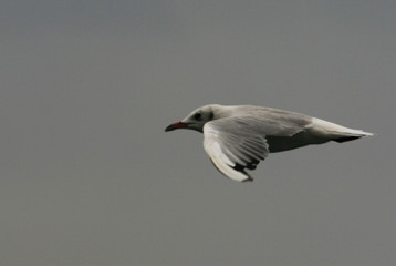 mouette