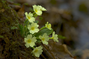 trobentice
