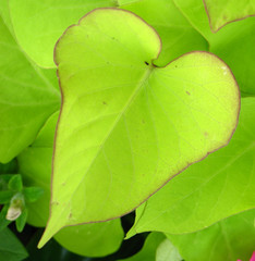 heart shaped leaf