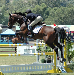 show horse jumping a barrier