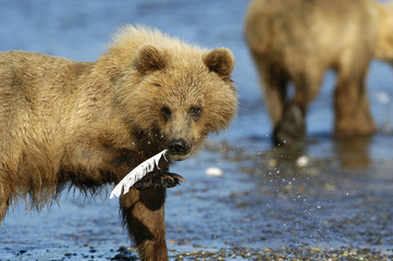 brown bear with feather