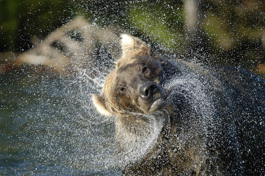 Brown Bear Shaking Water