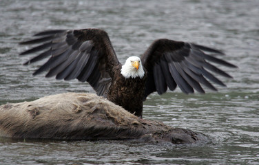 eagle