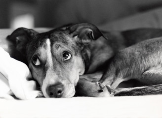 sad dog