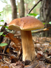 mushroom in green forest