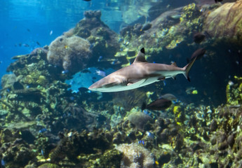 reefshark
