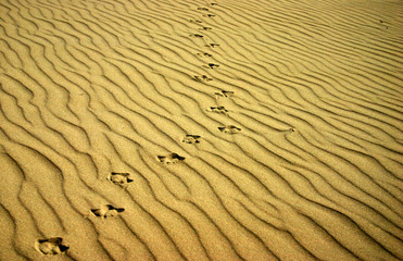 sand track