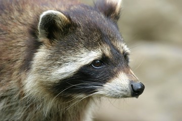 waschbär porträt
