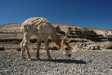 bebe lama © Loic LUCIDE