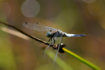 großer blaupfeil - orthetrum cancellatum 4