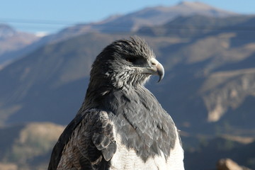 rapace dans la vallee du colca