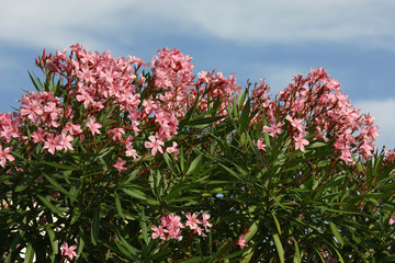 oleander