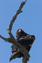 bateleur stare
