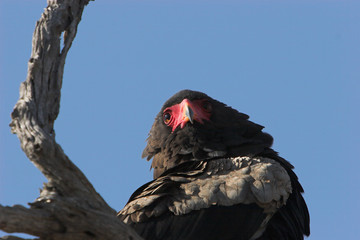 bateleur