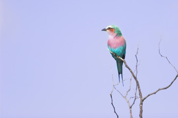 lilac-breasted roller