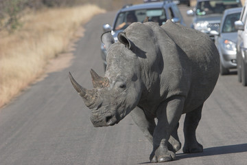 rhino