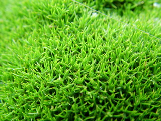 juicy green moss