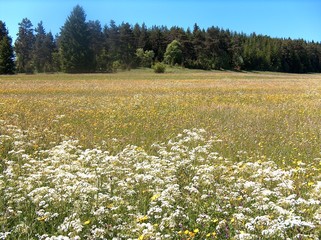 frühsommer im irndorfer hardt