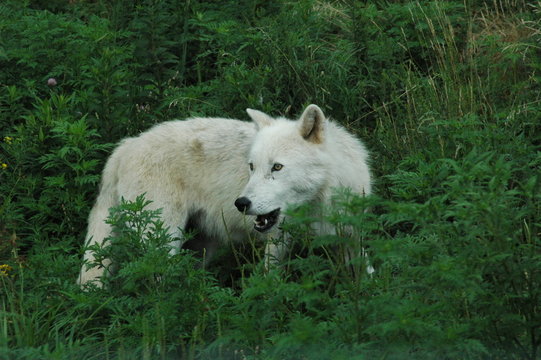 artic wolf