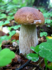 mushroom