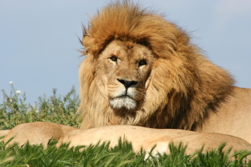 le lion
