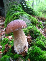 mushroom