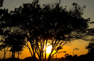 tree in sunset