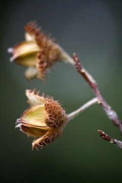 bucheckern