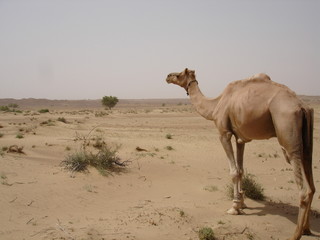 camel