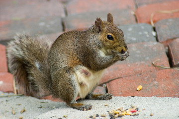 brickyard squirrel