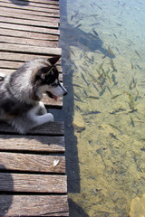 husky betrachtet fische