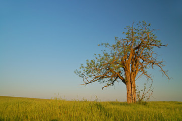 lone tree