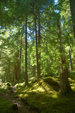 Fototapeta trail in the forest