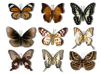 Fototapeta na wymiar mariposas1 collection