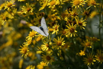 saat-wucherblumen