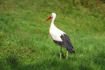storch auf wiese