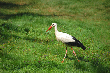 storch