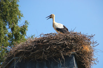 storch auf storchennest