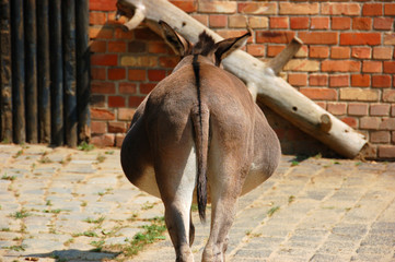 esel von hinten
