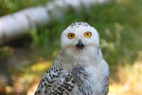 schneeeule