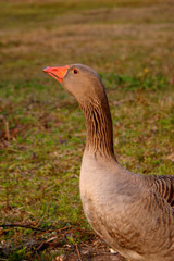 goose