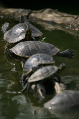 Obraz premium schildkröten