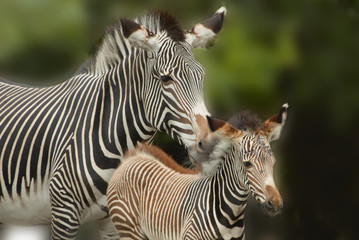 Fototapeta na wymiar mother and baby zebra