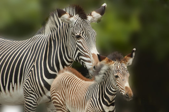 mother and baby zebra