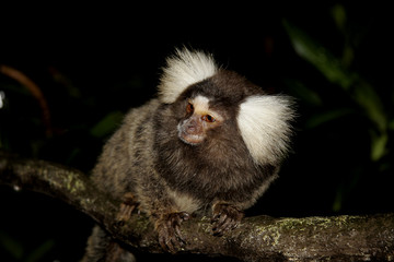 monkey on a tree branch