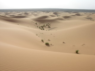 Fototapeta na wymiar Koniec pustyni