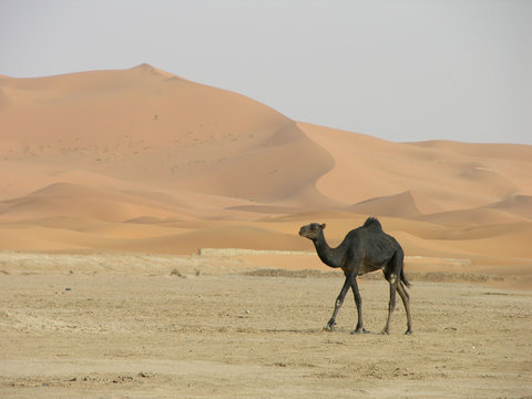 dromadaire