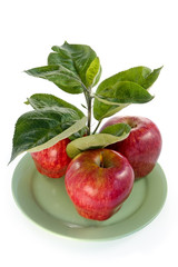 rich apple crop