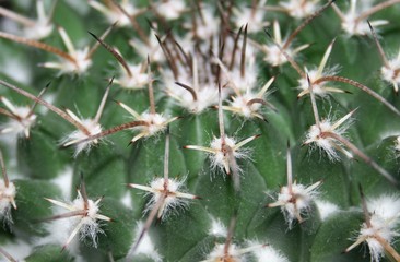 spines close-up